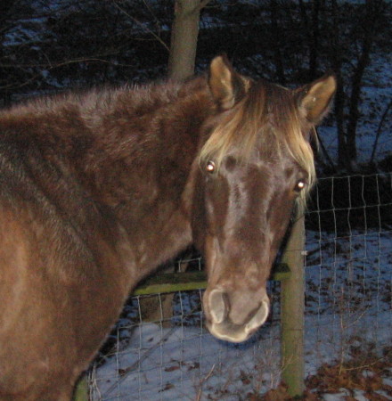 My Rocky Mountain Horse - Jack