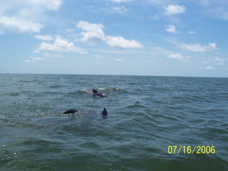 Playing with the dolphins out on the boat
