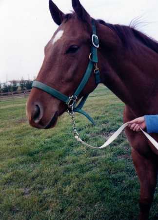 My horse Merlin