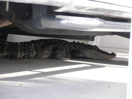 Florida Gator in our carport 5/16/07