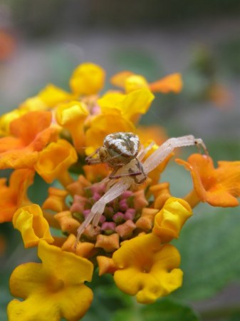 Male and Female Crab Spider