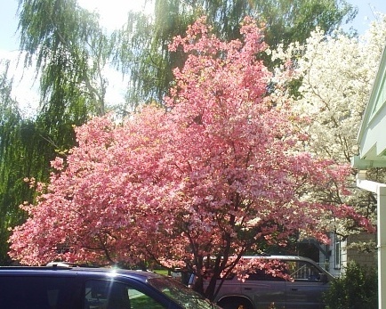 Our Dogwood Tree 2007