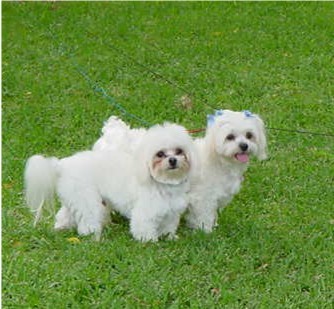 Our Maltese Children