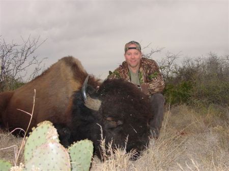 Bison in South Texas 2006