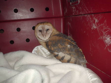 Adult Barn Owl