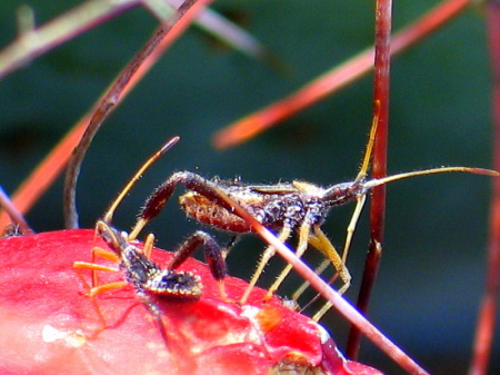 Tiny little cactus bugs