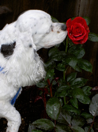stop and smell the roses!