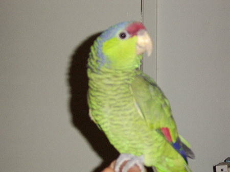 Sarah, the green cheeked parrot