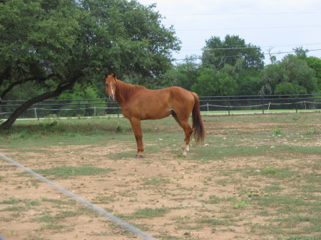 My Horse Sweet T 6/2006