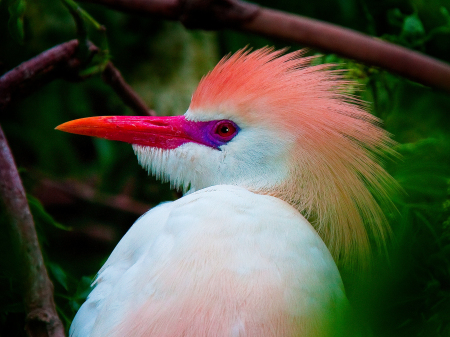 Cattle Egret Ready To Party