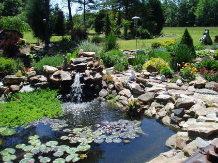 MY POND WITH KOI AND WHITE CATFISH