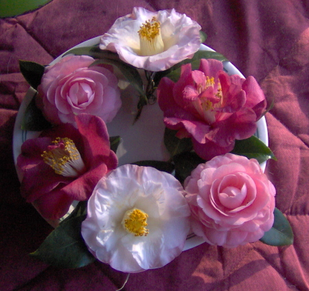 A few of my camellias