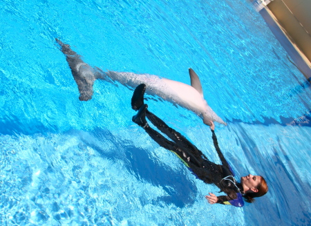 I was a dolphin trainer for a day