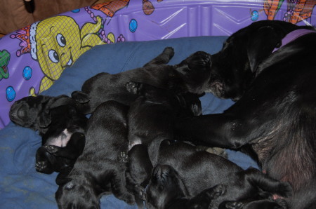 Piper & 10 puppies