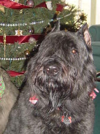 Shane is a Bouvier Des Flanders