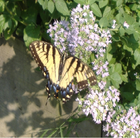 Butterfly in the garden