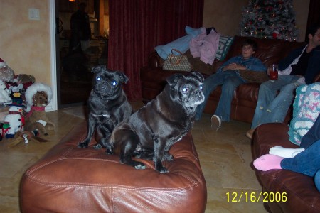 My Pugs