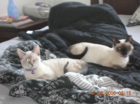 My Siamese kittens Samantha and TAZ