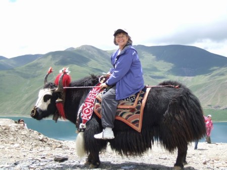 Yak modeling in Tibet