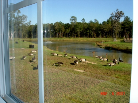 backyard geese