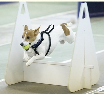 Flyball