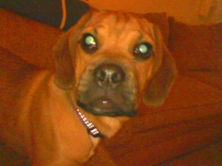 THE PUGGLE