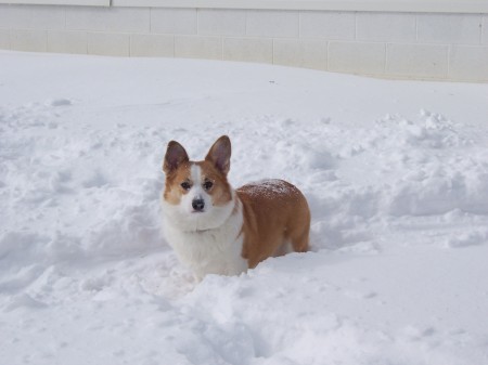 Diamond, our Pembroke Welsh Cogi