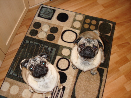 Our ficious Pugs!