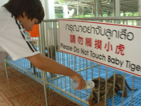 Nathan Feeds a Tiger