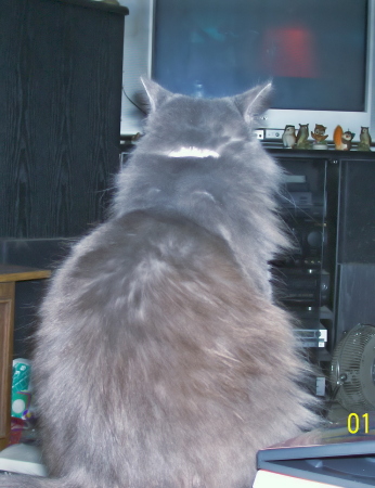 Smokey my cat watching tv