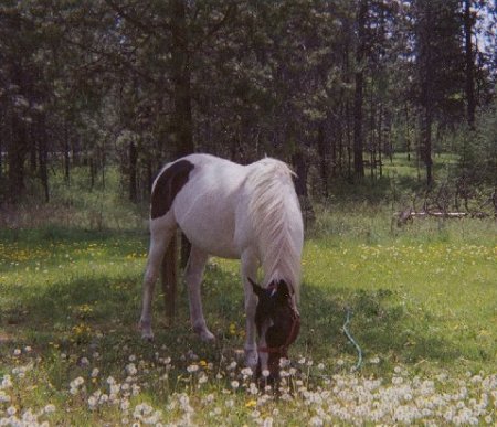 My horse Bonnie 2008