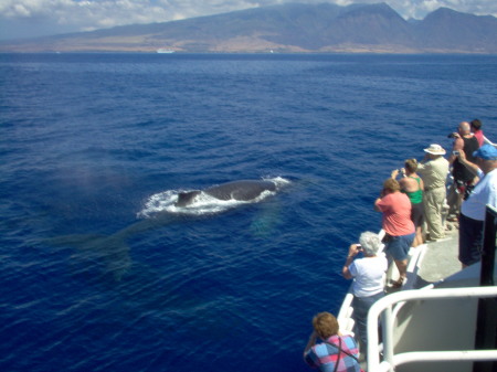 Whale watching off of Maui