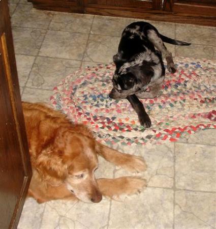 Tazzy and Baxter ( golden retriver)