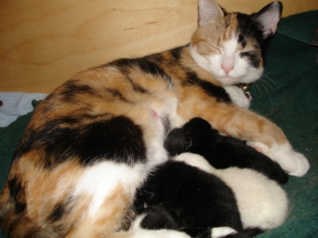 Kiki and Her Five Kittens!