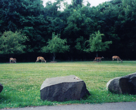 Deer at Bull Run Park