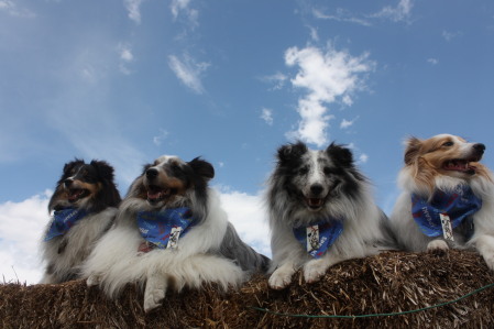 We have 4 shetland sheepdogs.We are nuts.