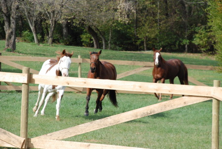 our boys and a friend's horse