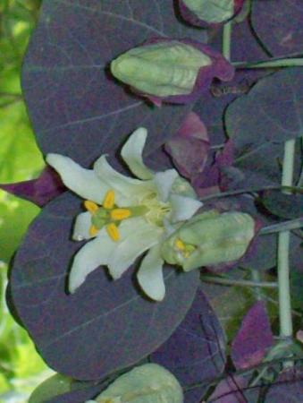 Passiflora membranacea