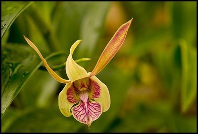 web-orchid3top0031