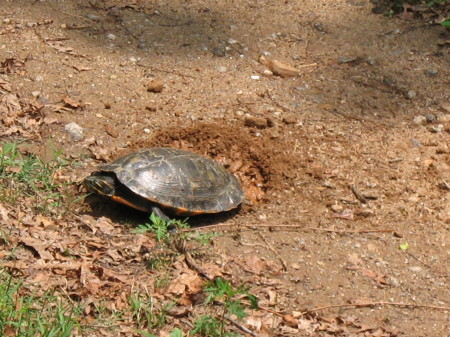 Nature in our driveway