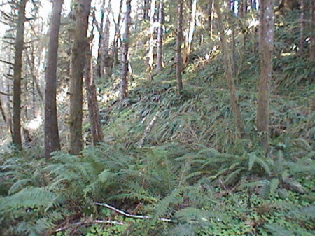 Lake Sylvia trail