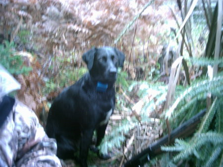 duck opener 2006 our lab brandy