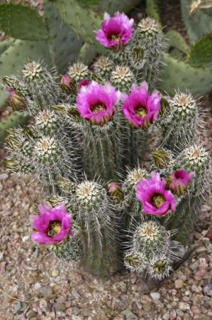 prickly_pear