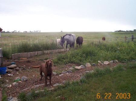 Ranger and his buddies