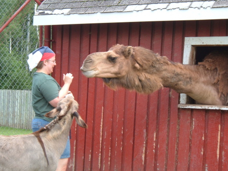 Camel Food