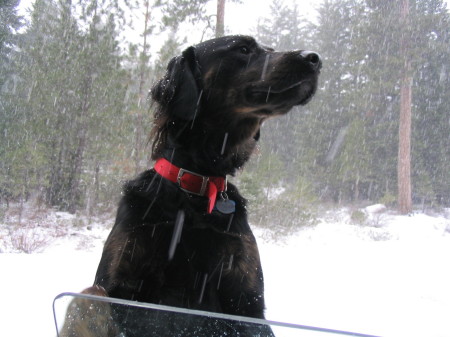 Rowan, queen of snow.