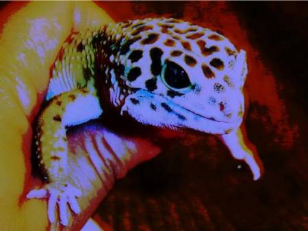 Our leopard Gecko, Beanie