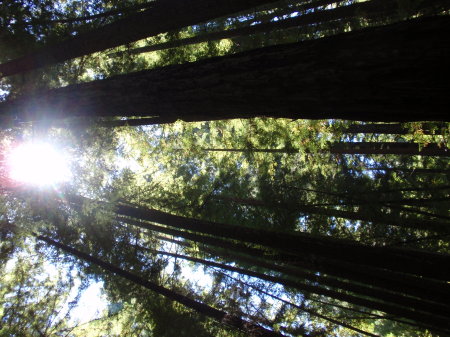 sun through Redwoods - Armstrong Woods