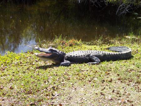 Everglades Adventure