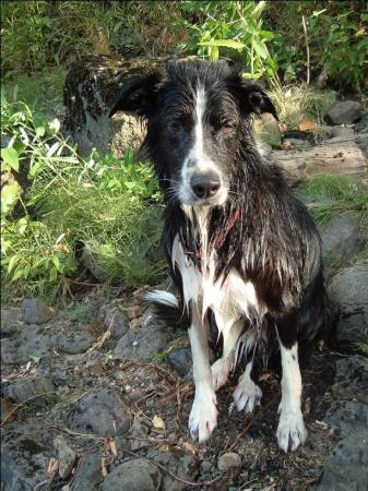 Wet dog alert!